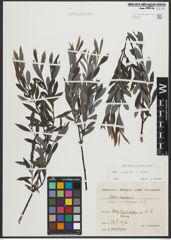 Foto von Salix purpurea L. x Salix repens L.